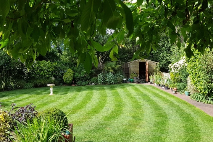 Taking care of your lawn in August